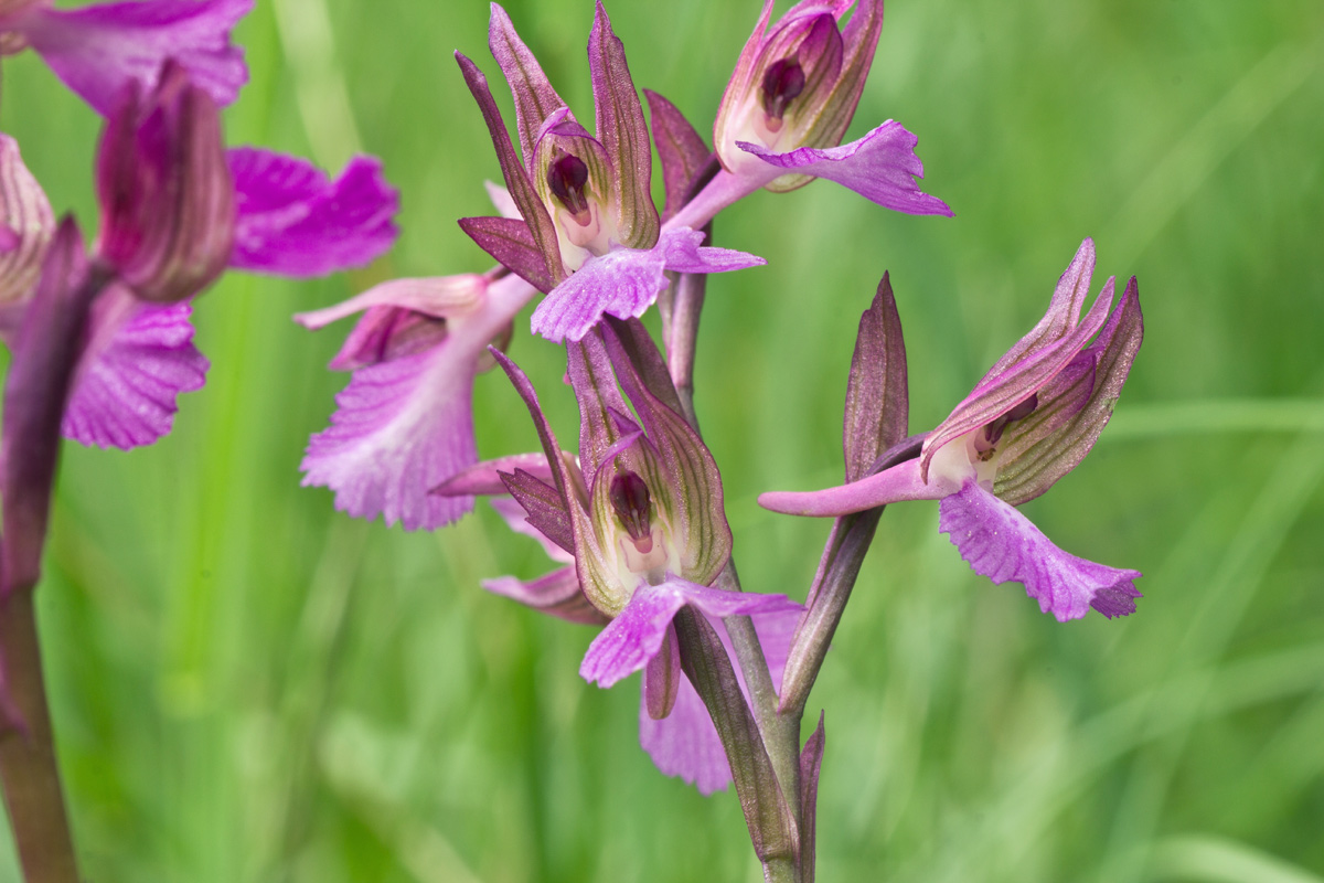 Anacamptis x gennarii (Rchb. F.) Kretz., Eccarius & Dietr.